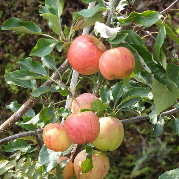 apple tree seedlings
